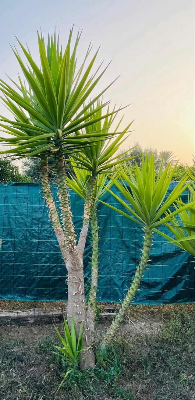 6 Yucca Gigantea - Piante esotiche