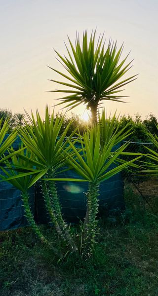 6 Yucca Gigantea - Piante esotiche