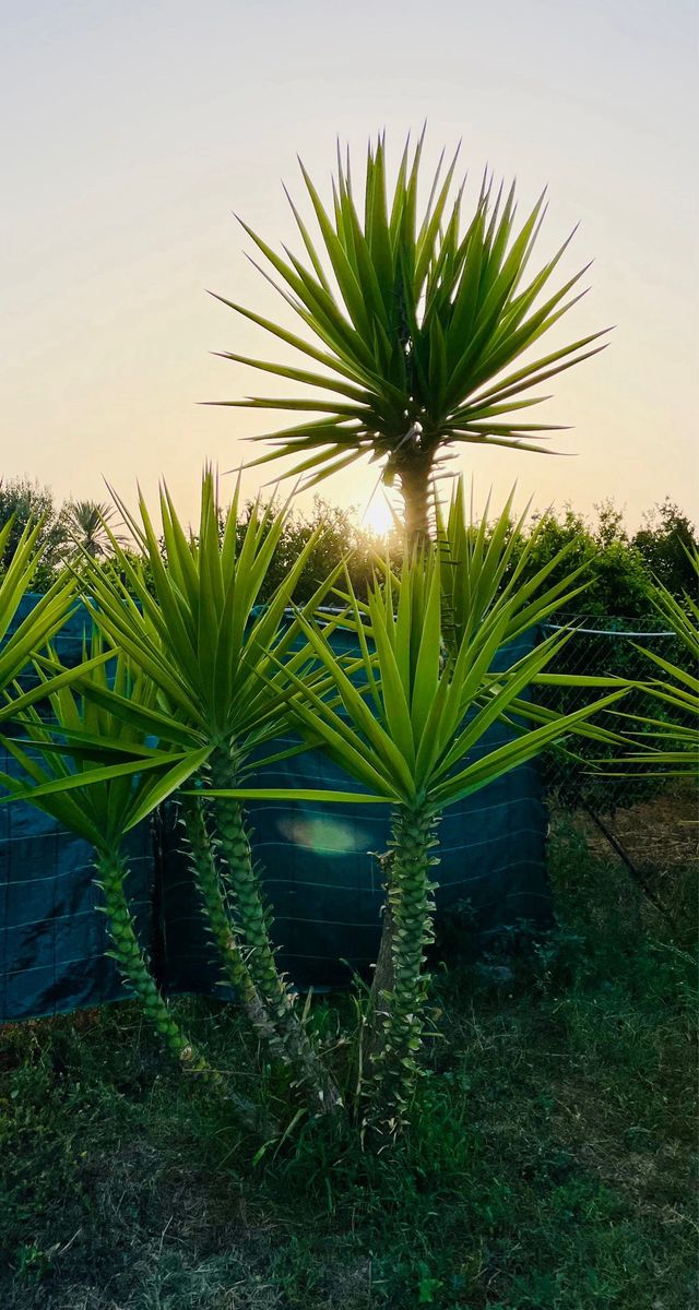 6 Yucca Gigantea - Piante esotiche