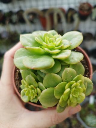 Suculentas Echeveria Nelly