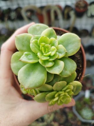 Suculentas Echeveria Nelly