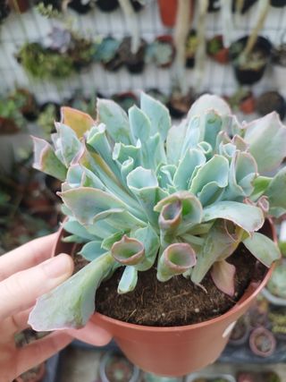Suculenta Echeveria Pink Trumphet