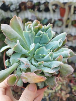 Suculenta Echeveria Pink Trumphet