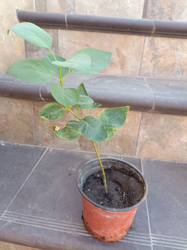 Planta de Lilo - Maceta