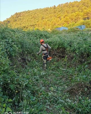 Limpieza de parcelas poda de árboles