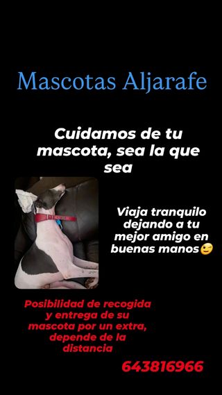 Cuidador de mascotas. Mascotas aljarafe
