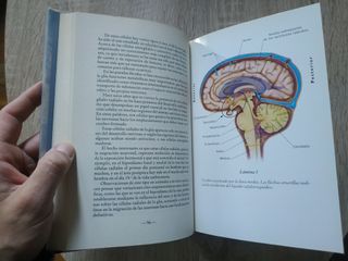 Cerebro de hombre, cerebro de mujer - Hugo Liaño
