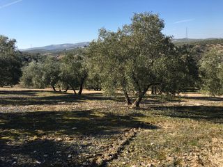 Tractorista olivar - Todo el año