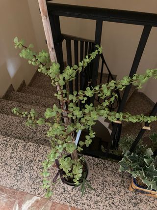 Planta Portulacaria afra