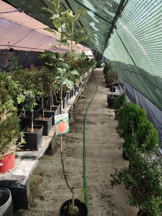 Árboles de Manzano Pink Lady en maceta