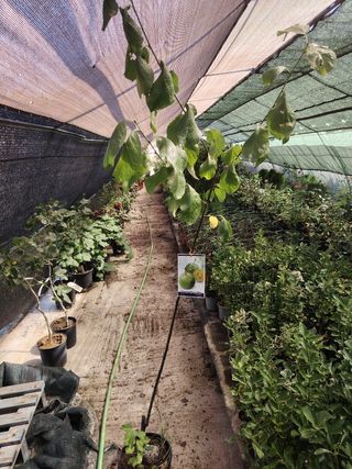 Árboles de Ciruelos Claudia verde en maceta