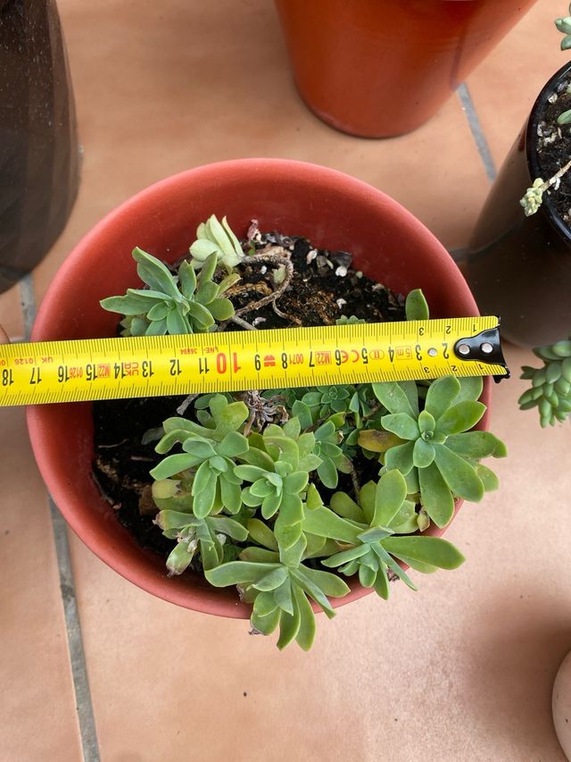 6 Macetas suculentas - cerámica y plástico