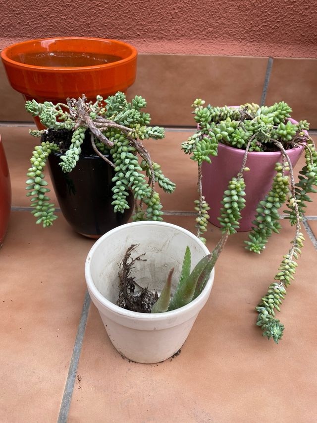 6 Macetas suculentas - cerámica y plástico