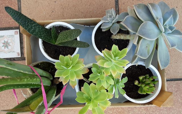 5 SUCULENTAS VARIADAS - Macetas