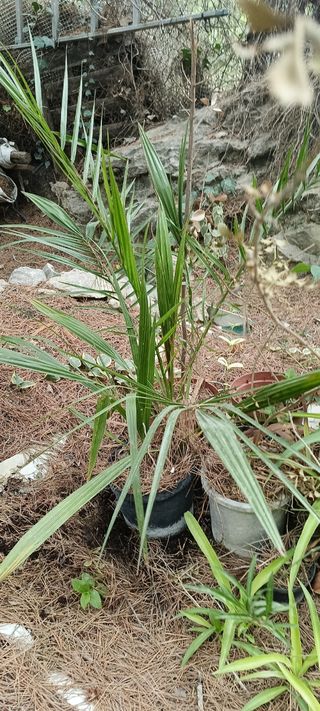 Palmera datilera en maceta
