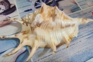 Conchiglie decorative grandi