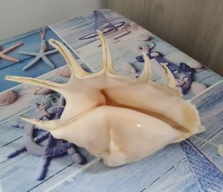Conchiglie decorative grandi