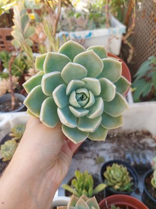 Suculenta Echeveria
