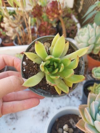 Suculenta Echeveria