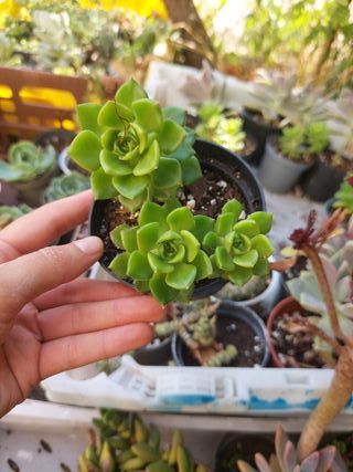 Echeveria Letizia