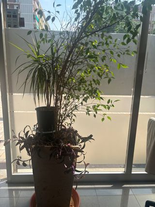 Macetero piedra con plantas