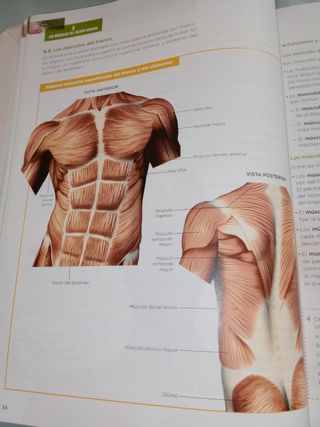 Anatomía Aplicada.