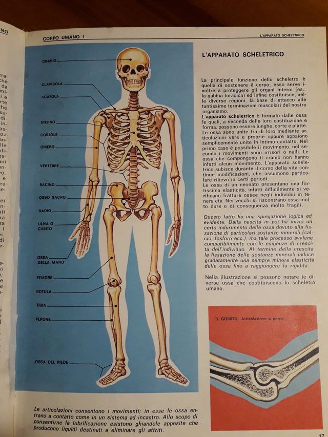 Conoscere gli Animali