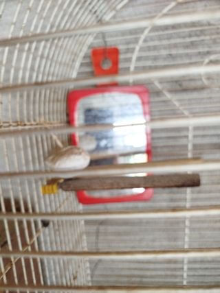 Jaula pajaros blanca