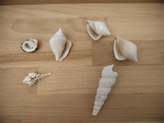 7 Conchiglie | Collezione Mare