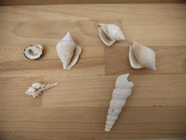 7 Conchiglie | Collezione Mare