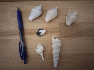 7 Conchiglie | Collezione Mare