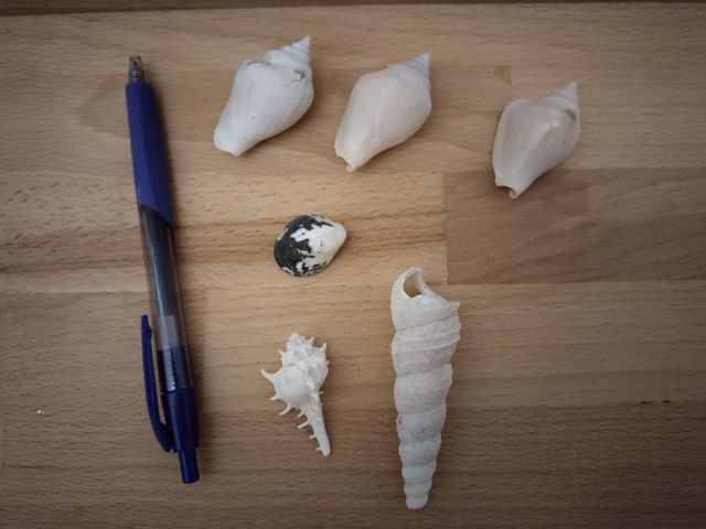 7 Conchiglie | Collezione Mare