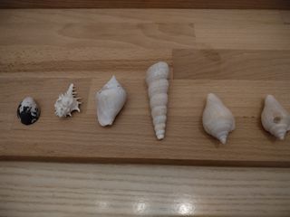 7 Conchiglie | Collezione Mare