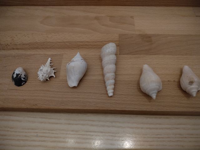 7 Conchiglie | Collezione Mare