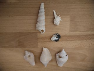 7 Conchiglie | Collezione Mare