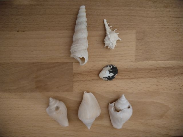 7 Conchiglie | Collezione Mare