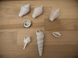 7 Conchiglie | Collezione Mare