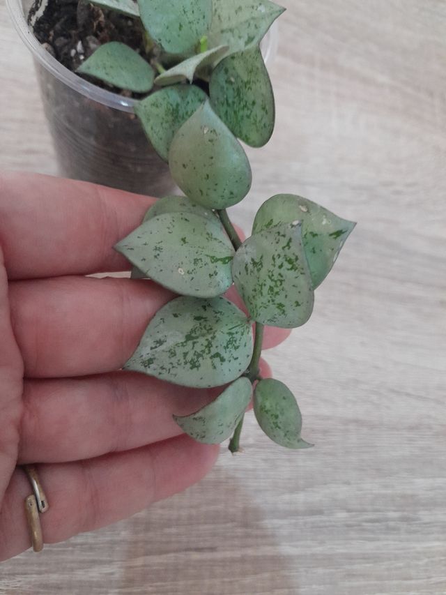 Hoya Krohniana Eskimo