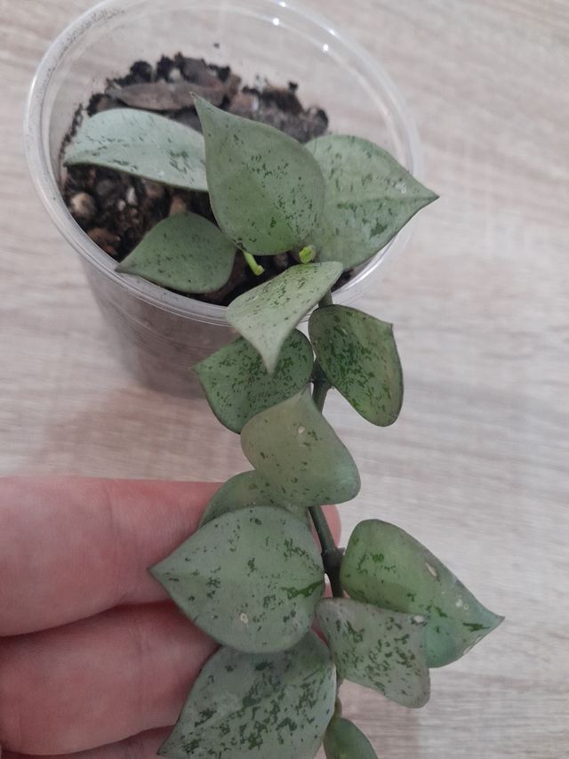 Hoya Krohniana Eskimo