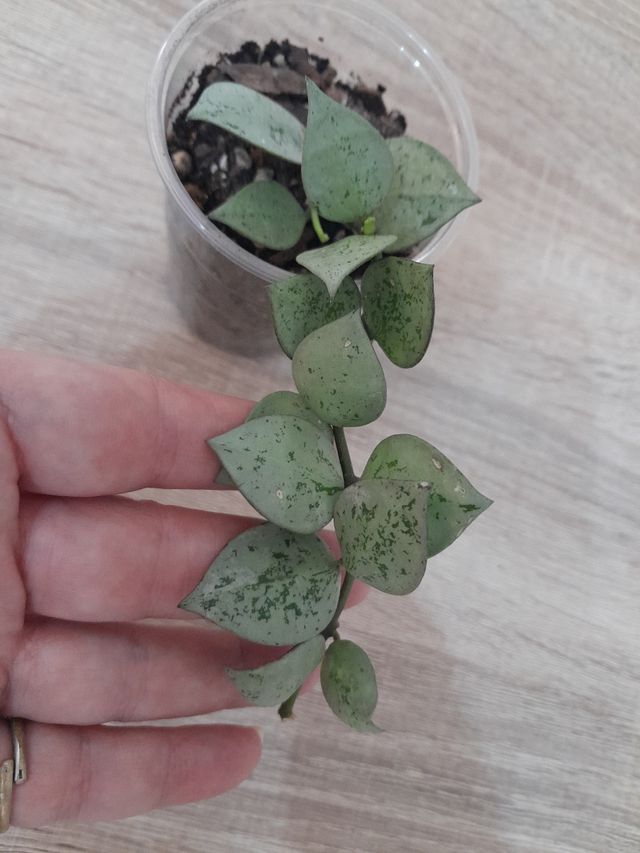 Hoya Krohniana Eskimo