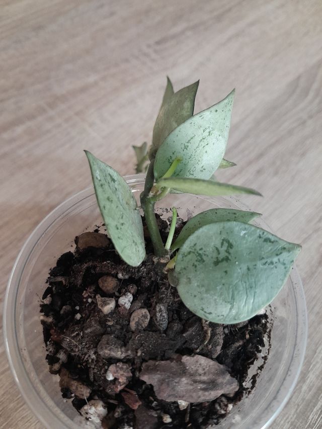 Hoya Krohniana Eskimo