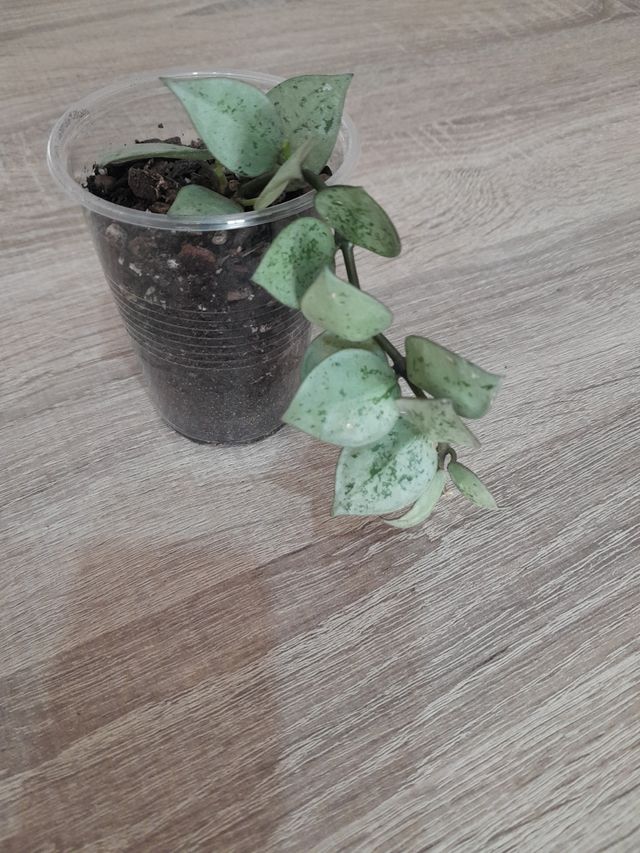 Hoya Krohniana Eskimo