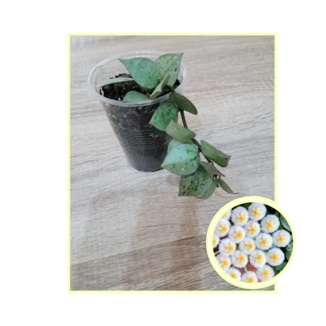 Hoya Krohniana Eskimo