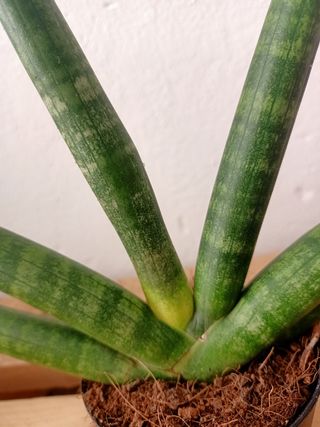 Sansevieria cylindrica Boncel - Planta