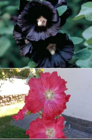 Semillas malva real fucsia y negra