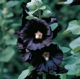 Semillas malva real fucsia y negra