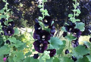 Semillas malva real fucsia y negra