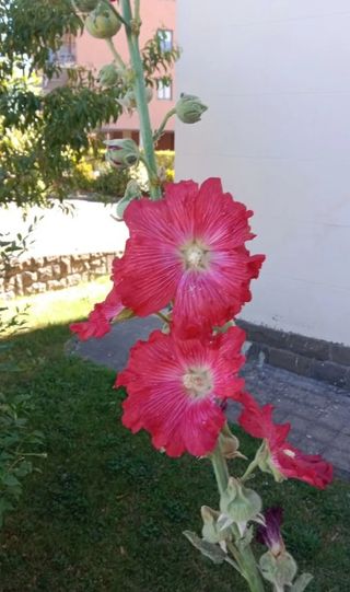 Semillas malva real fucsia y negra