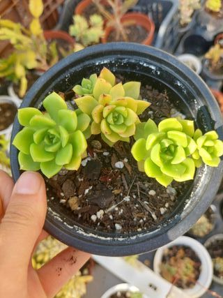 Echeveria Letizia