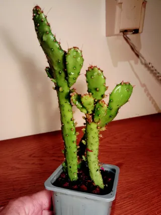 Planta.Opuntia Monacanta f. Monstruosa.
